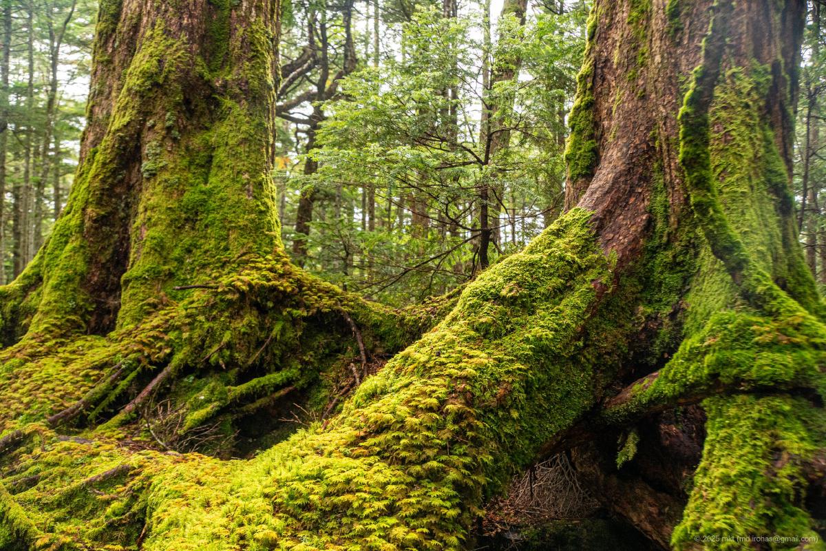 Trip Photo: Shirakoma Forest (September, 2023)
