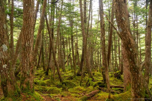 Trip Photo: Shirakoma Forest (September, 2023)