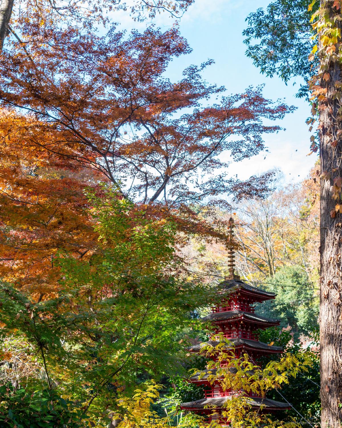 Trip Photo: Musashi Kokubunji (November, 2025)