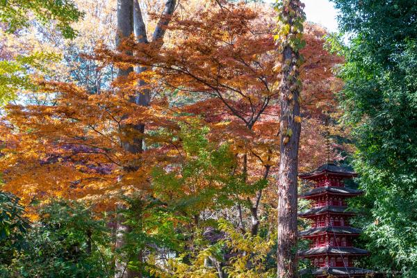 Trip Photo: Musashi Kokubunji (November, 2025)